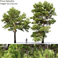 Pinus Sylvestris 29