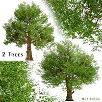 Set of Field Elm or Ulmus minor Trees - 2 Trees