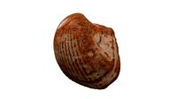 Sea shell scallop 8