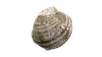 Sea shell scallop 5