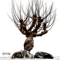 Willow tree  vray