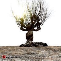 Willow tree corona