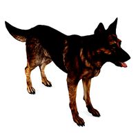 German Shepherd Dog