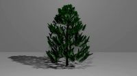 Pine Tree 2