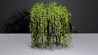 Willow Tree