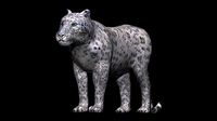 Snow leopard