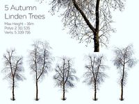 Autumn Linden Trees