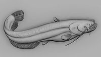 Catfish | 3D
