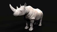 Rhino