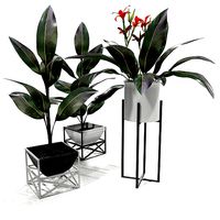 Canna plant set red