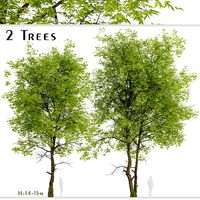 Set of Pampkin ash or Fraxinus profunda Trees - 2 Trees