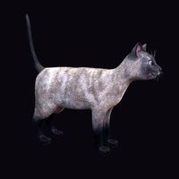 Cat siamese