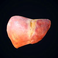 Human Liver