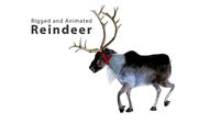 Reindeer