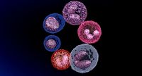 WHITE BLOOD CELLS LEUCOCYTES