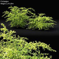 Crataegus 01