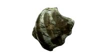 Sea shell scallop 6