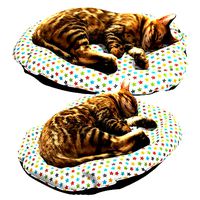Bengal Kitten