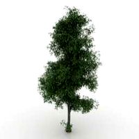Tree 3D Model
