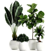 Plants in a white pot for the interior 666