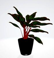 Aglaonema Crete Houseplant in Lechuza Classico