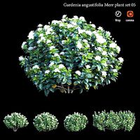 Gardenia angustifolia merr Plant set 05
