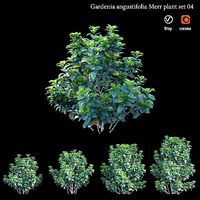 Gardenia angustifolia merr Plant set 04