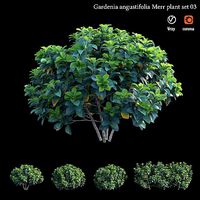 Gardenia angustifolia merr  Plant set 03