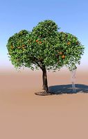 Citrus reticulata mandarin tree mature
