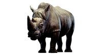 Rhino