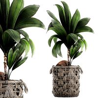Cocos nucifera for the interior in basket 663
