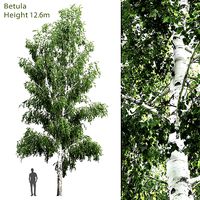 Betula 04 H12 m
