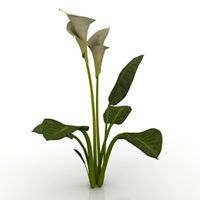 Flower 3D Model
