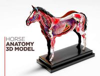 Horse Anatomy with internal organs - 4k textures