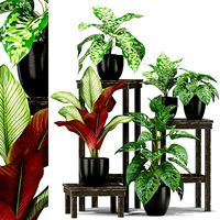 Plants collection 351
