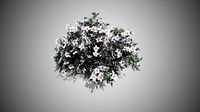 Azalea Flowers white