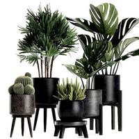 Plants in a black pot for the interior 662