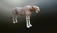 cheetah lowpoly