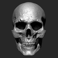 Skull