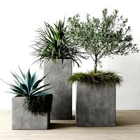 Outdoor Plants Set In Pottery Barn Planters