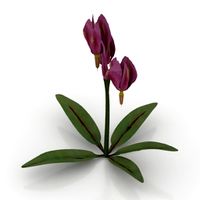Flower 3D Model