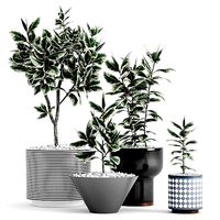 Plants and Planters 10  Ficus Elastica Variegata