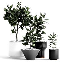 Plants and Planters  7  Ficus Elastica