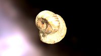 Emileya sp.