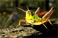 Animalia - Grasshopper