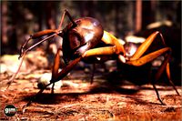 Animalia - Carpenter Ant