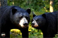 Animalia - Black Bear (pack)