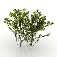 Hawthorn 3D Model