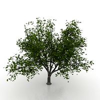Maple 3D Model
