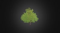 Plum Tree 3D Model 7.1m